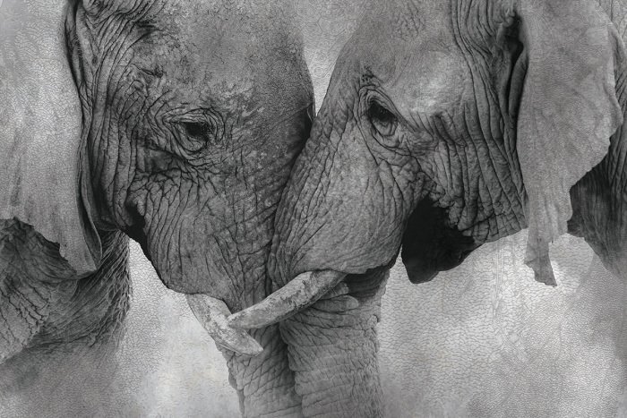 Éléphants enlacés en gris monochrome