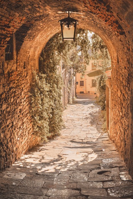 Une rue pavée pittoresque bordée de vignes