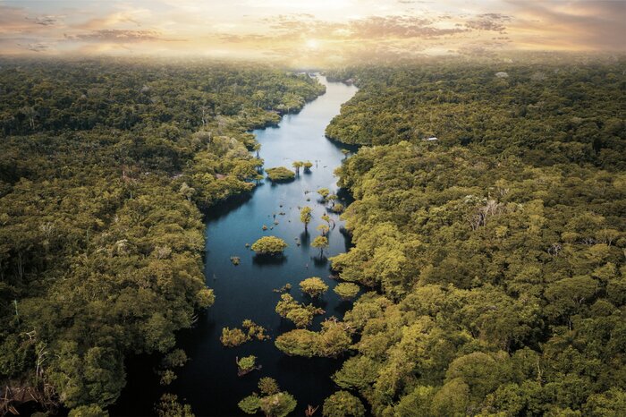 Un large courant fluvial dans une forêt tropicale