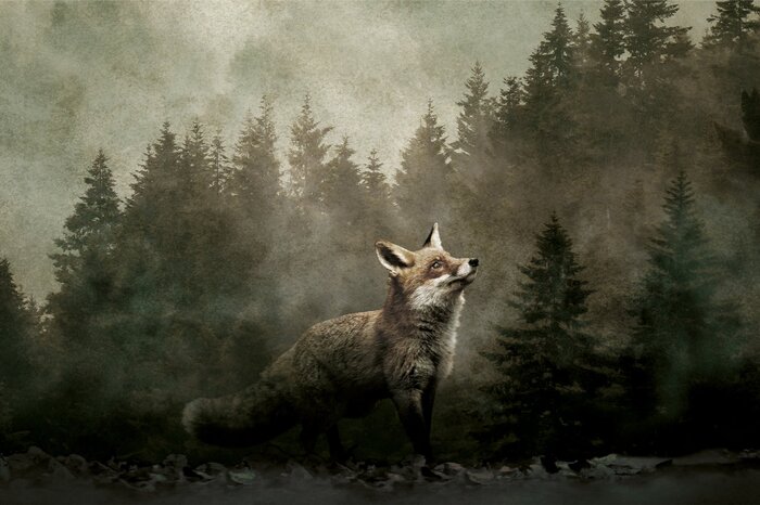 Un renard parmi les conifères