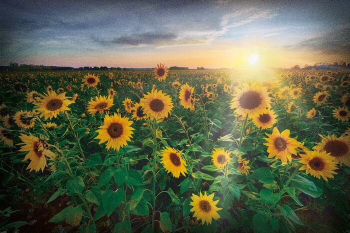 Un champ de tournesols au soleil