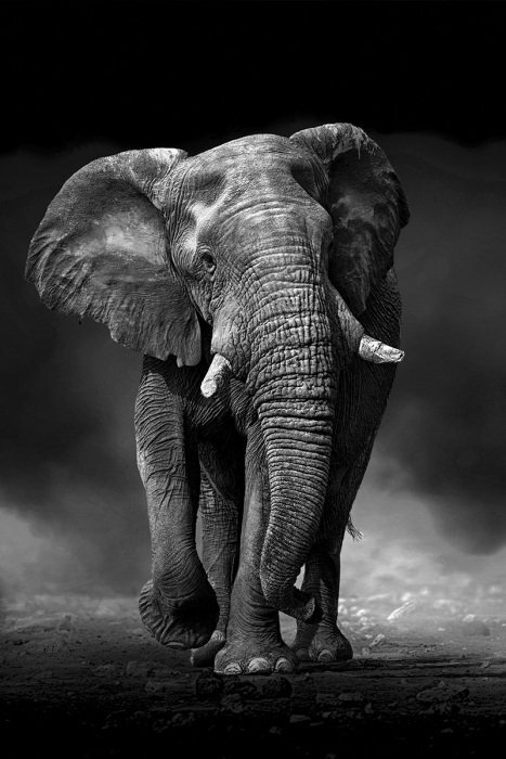 Une photographie en noir et blanc d'un éléphant majestueux