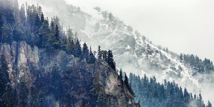 Paysage de montagne avec des conifères verts