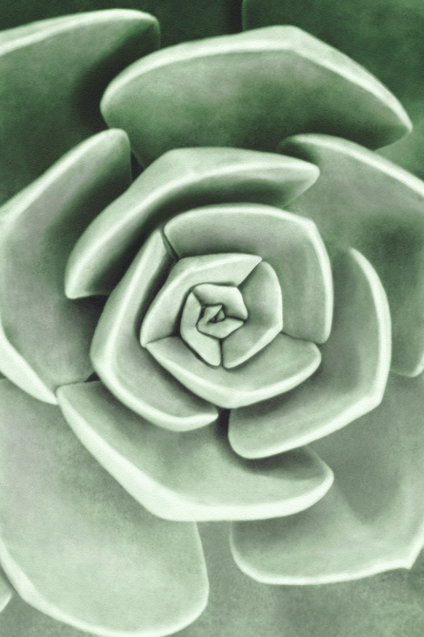 Fleur verte en gros plan en spirale