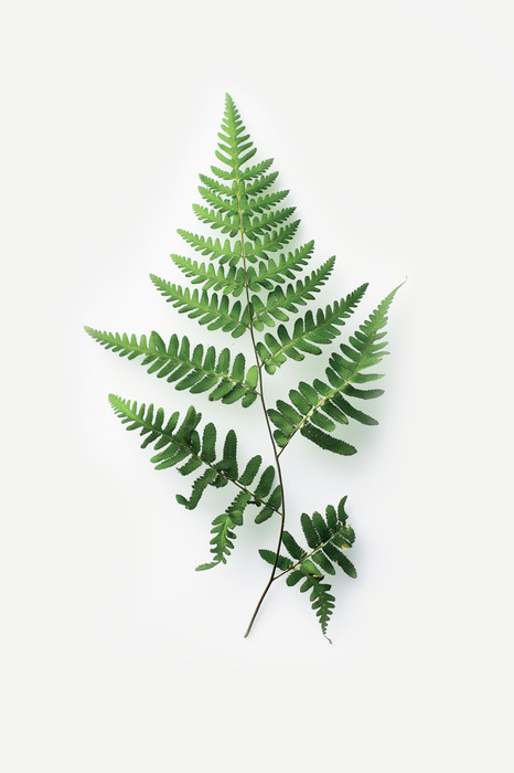 Illustration botanique minimaliste d'une fougère