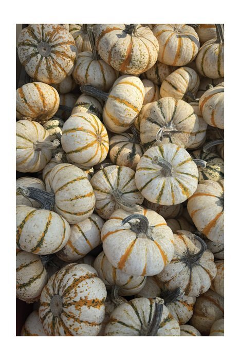 Des citrouilles colorées baignées par les rayons dorés de l'automne