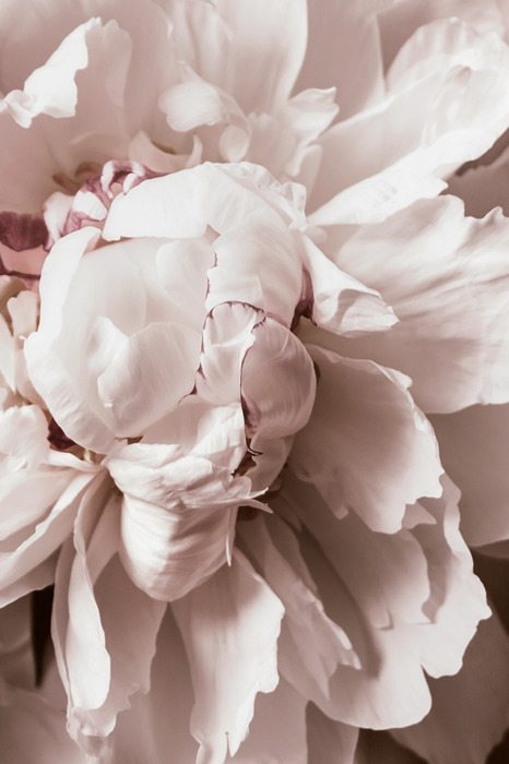 Détail romantique des pétales de fleurs