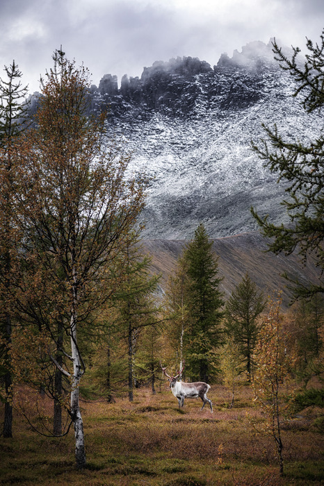 Un sentier forestier au milieu des montagnes et de la neige