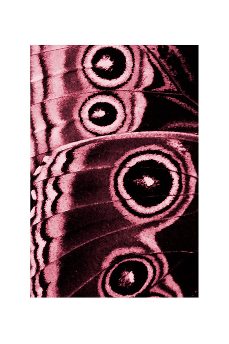 Détails d'ailes de papillon en rose