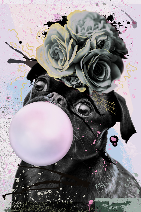 Carlin avec des roses rose bonbon et grises