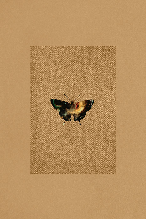 Papillon sombre sur fond texturé