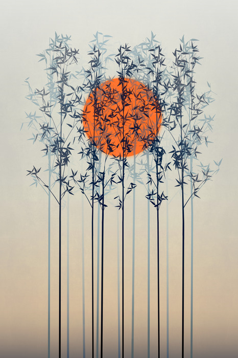 Le soleil caché dans la cime des branches délicates