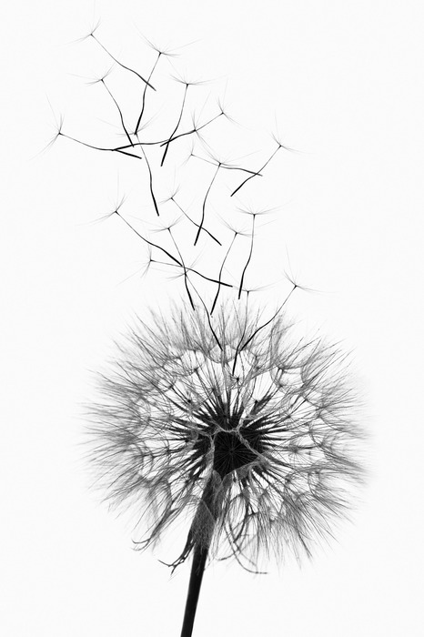 Une délicate illustration en noir et blanc d'un pissenlit