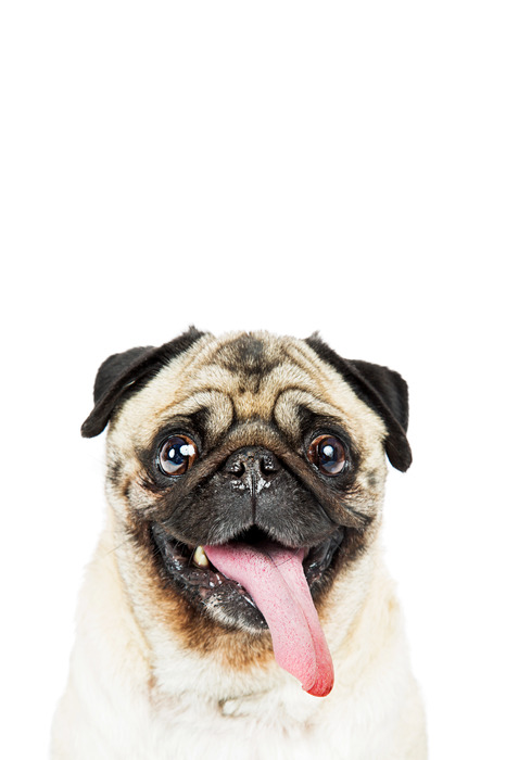 Portrait d'un carlin souriant tirant la langue