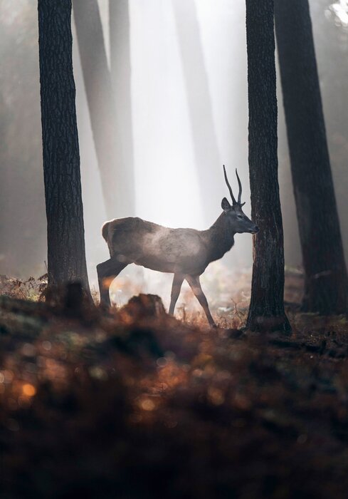 Cerf dans une forêt brumeuse au lever du soleil paysage