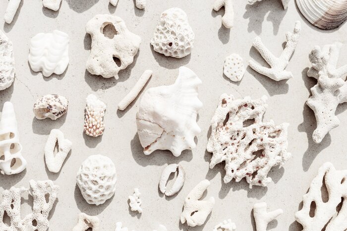 Coquillages et coraux sur une plage de sable