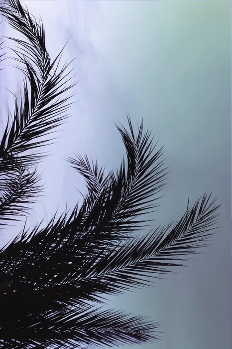 Feuilles de palmier noires sur fond de ciel