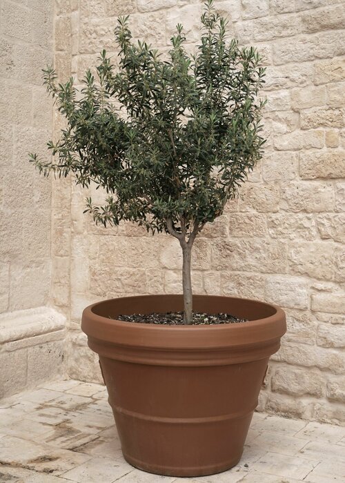 Petit olivier composition estivale avec plante en pot