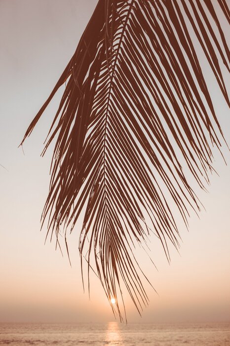 Paysage marin au coucher du soleil avec une feuille de palmier