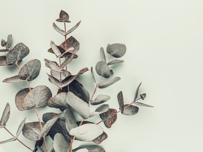 Feuilles d’eucalyptus sur fond vert clair