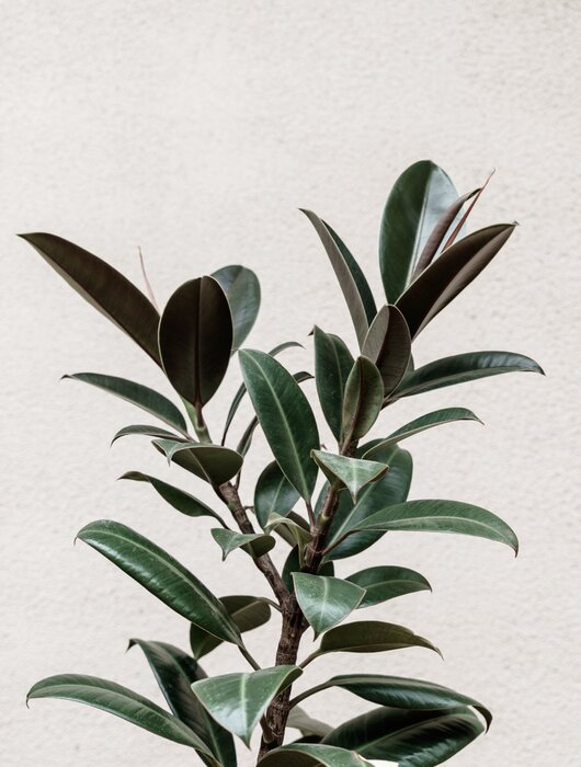 Figuier plante verte