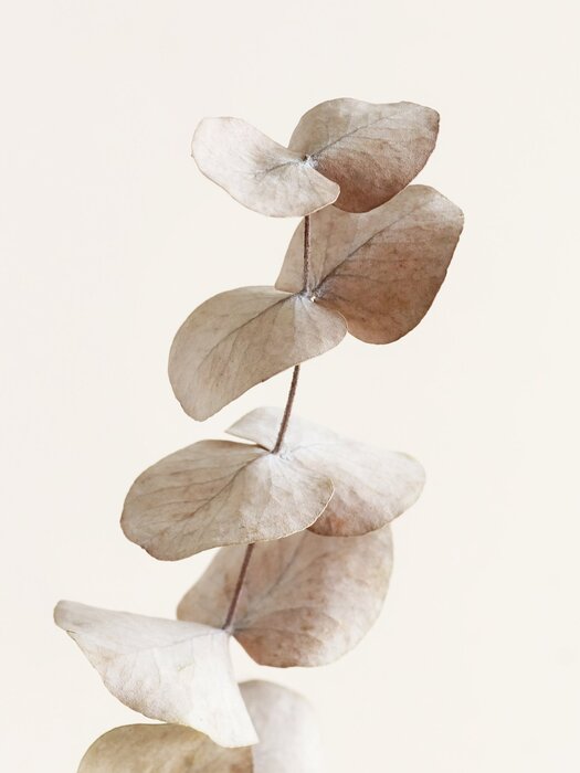 Branche d'eucalyptus sur un fond beige clair