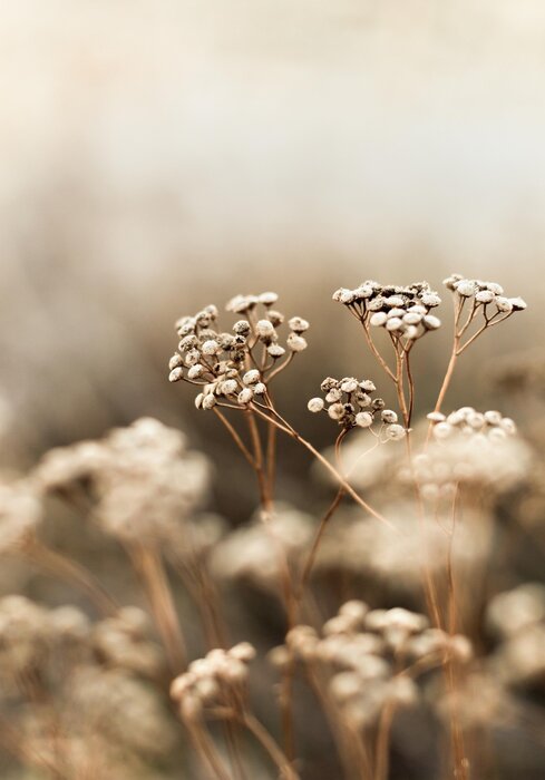 Fleurs des champs photographie nature en gros plan