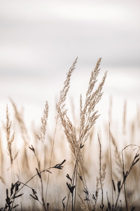 Herbe sèche sur un paysage de prairie