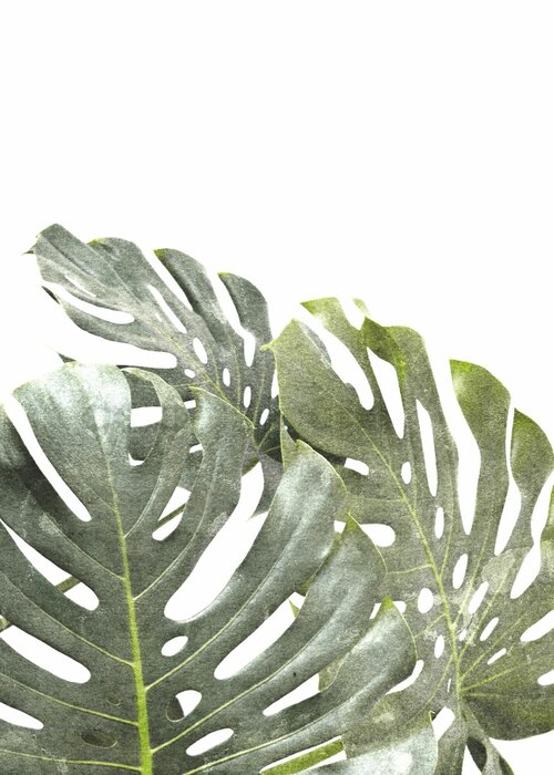 Composition végétale de feuilles vertes de monstera sur fond blanc