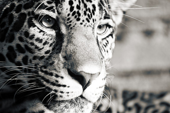 Zwart-witte jaguar