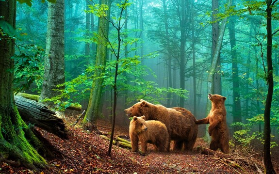 Dieren in een bos