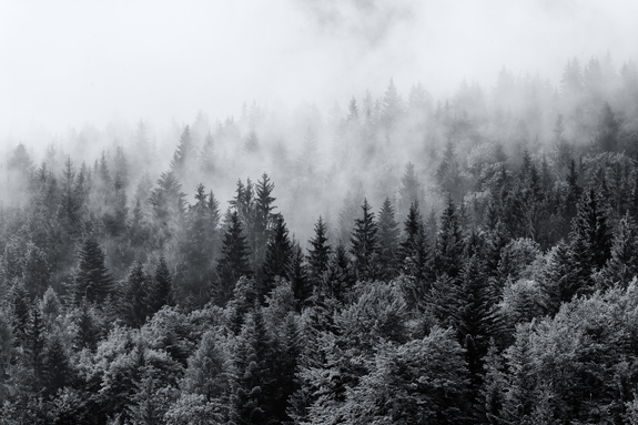 Bos in de mist zwart-wit
