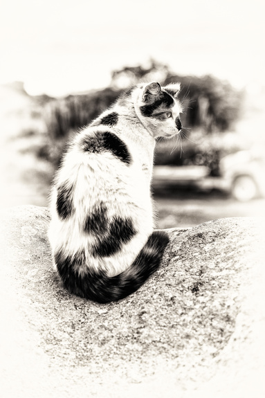 Kattenportret van een kat met zwarte vlekken die opzij kijken