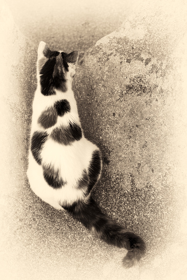 Kattenportret van een huiskat die achteruit zit