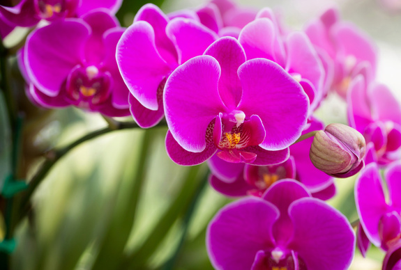 Roze orchidee