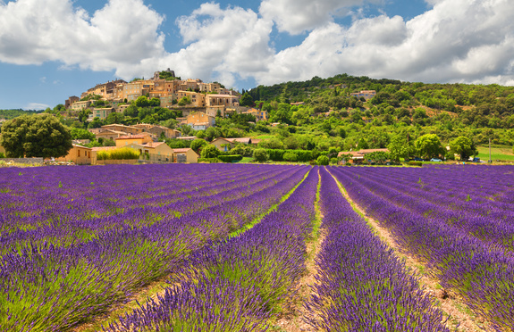 Lavendel veld in de franse provence