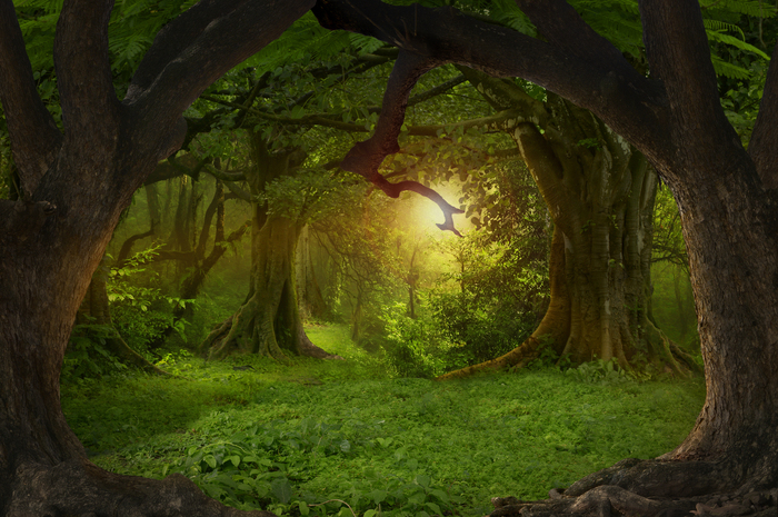 Groene planten van de jungle