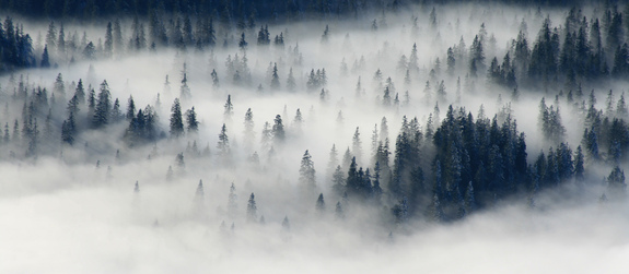 Natuur en bos in mist