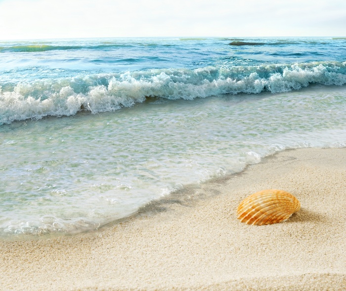 Zeeschelp op het strand