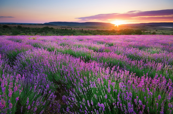 Lavendel veld in een landschap