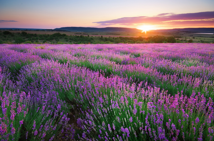 Lavendel veld in een landschap