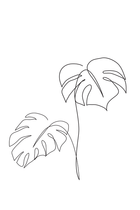 Monstera bladeren