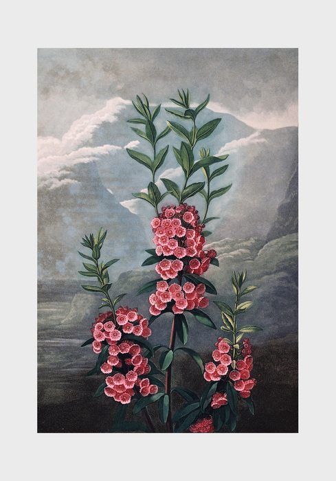Smalbladirige kalmia