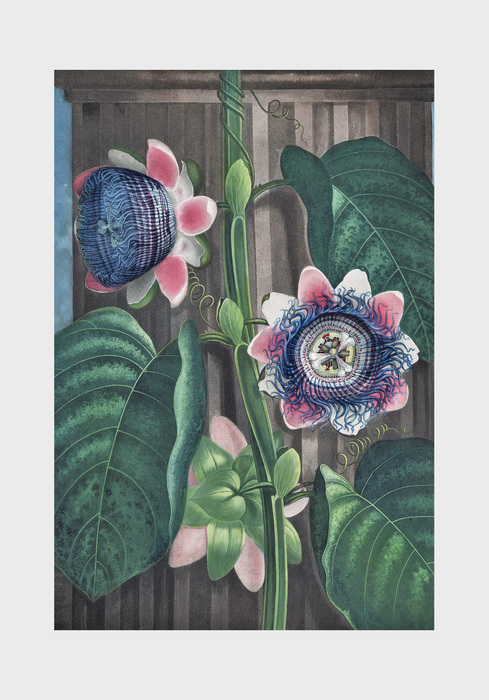 Passiflora incarnata