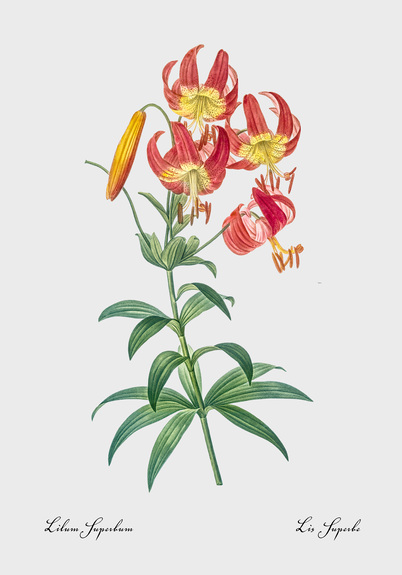 Lilium superbum