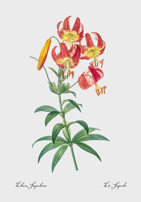 Lilium superbum