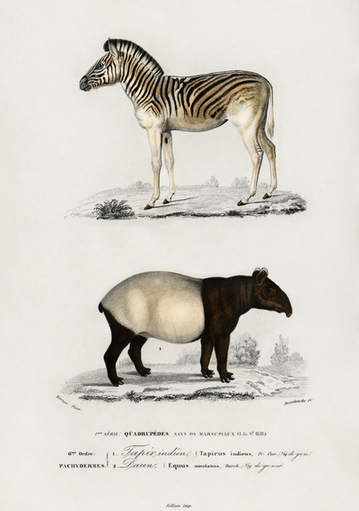 Bergzebra en indische tapir