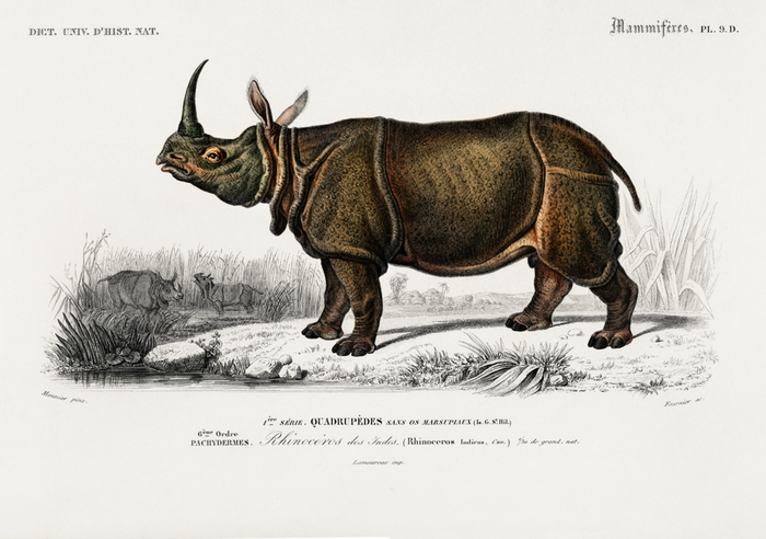 Indische neushoorn
