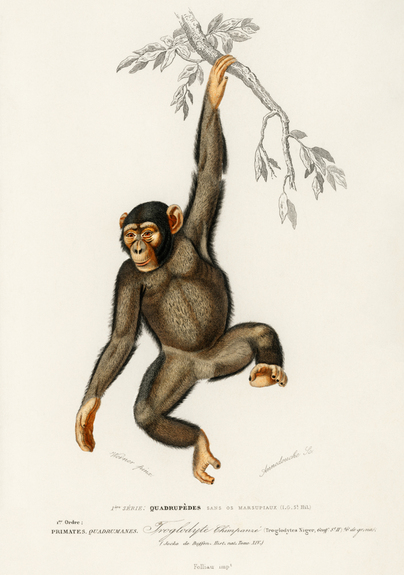 Chimpansee op een tak