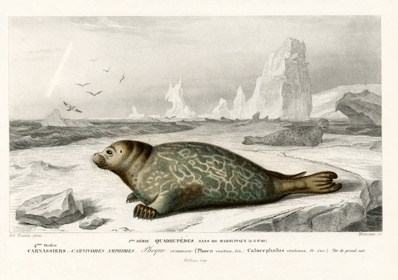 Zeehonden op een rots